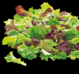 Pfl&uuml;cksalat