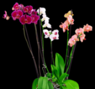Verschiedene Orchideen 6.99&nbsp;&euro;