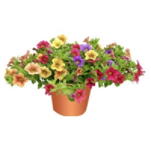 Petunien Million Bells TRIO 2.49 €