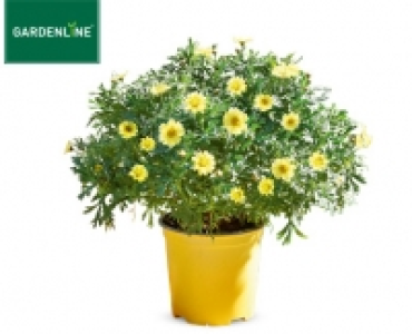 GARDENLINE®Margeriten-Busch 3.99 €