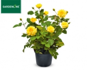 GARDENLINE®Rose, exklusiv 4.59 €