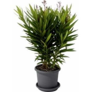 Oleander