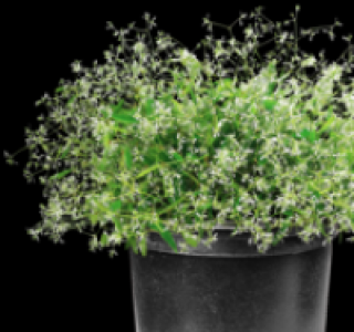 Zauberschnee (Euphorbia Diamond Frost)