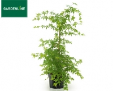 GARDENLINE&reg;Ahorn-Strauch 14.99&nbsp;&euro;