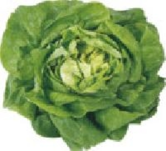 Kopfsalat 0.99&nbsp;&euro;