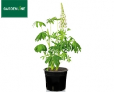 GARDENLINE®Solitärstaude 1.99 €