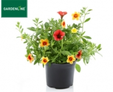 GARDENLINE&reg;Mini-Petunie 1.79&nbsp;&euro;