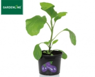 GARDENLINE®Gemüsepflanze 1.39 €