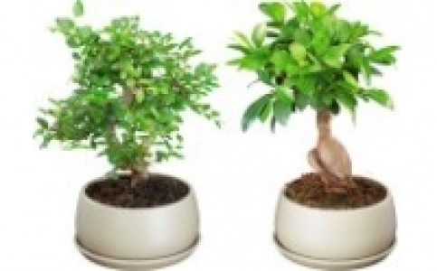 Bonsai 9.99 €