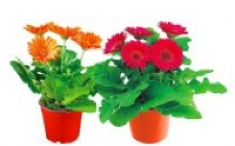 Gerbera 1.99&nbsp;&euro;