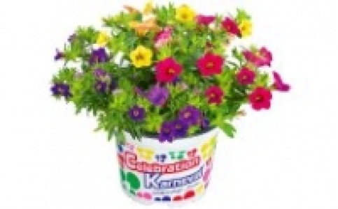 Petunien 2.49&nbsp;&euro;