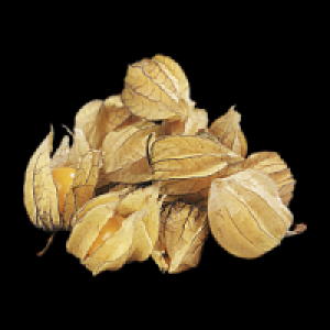 Physalis 0.79&nbsp;&euro;