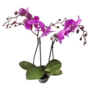 Phalaenopsis, 2-Risper