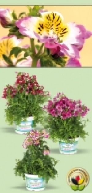 Bauernorchidee 2.49&nbsp;&euro;