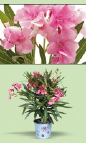 Oleander 3.99 €