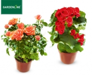 GARDENLINE® Blühende Pflanze