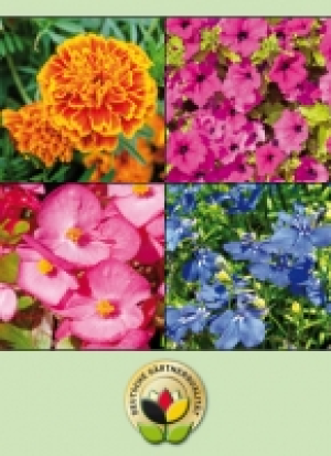 Beetpflanzen 0.99 €