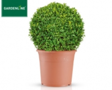 GARDENLINE®Buchsbaumkugel
