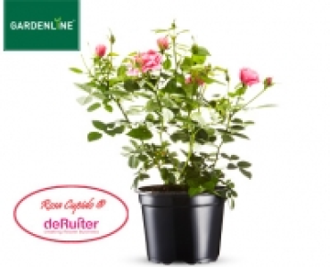 GARDENLINE®Lizenz-Gartenrose 3.99 €