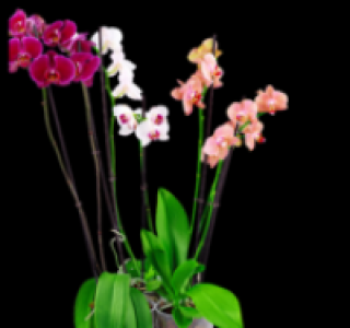 Phalaenopsis oder verschiedene Orchideen