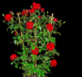 Kletter- oder Beetrosen