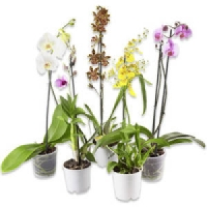 Orchideen-Mix 5.99 €