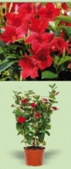 Dipladenia 9.99 €