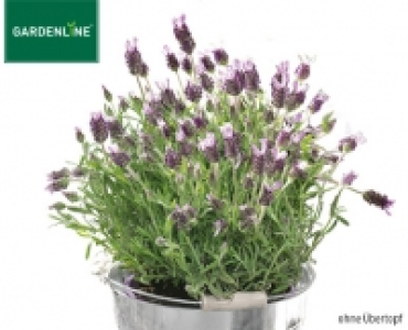 GARDENLINE®Lavendel 2.59 €
