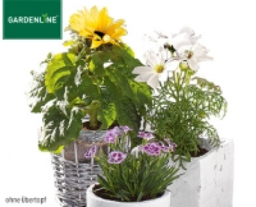 GARDENLINE®Sommerblume 1.49 €
