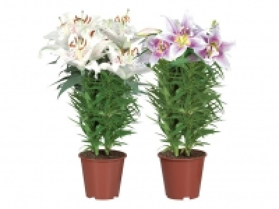 Orientalische Lilie 5.99&nbsp;&euro;