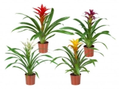 Guzmanie 3.99&nbsp;&euro;