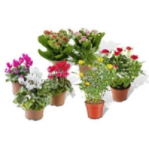 Bl&uuml;hpflanzen-Mix 1.99&nbsp;&euro;