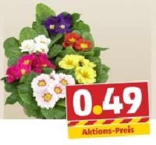 Primeln 0.49&nbsp;&euro;