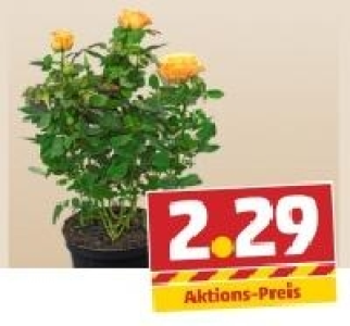 Topfrose 2.29 €
