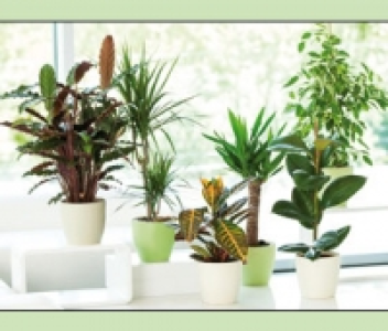 Gr&uuml;npflanzen 3.99&nbsp;&euro;