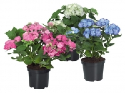 Gartenhortensie 5.99 €