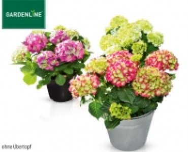 GARDENLINE®Gartenhortensie