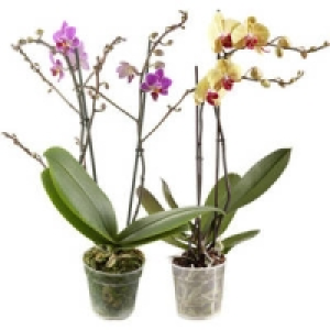 Phalaenopsis, 2 Risper 7.99&nbsp;&euro;