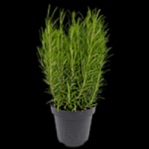 Freilandkr&auml;uter 1.49&nbsp;&euro;