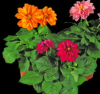 Dahlien 1.79 €