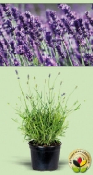 Lavendel 1.99 €