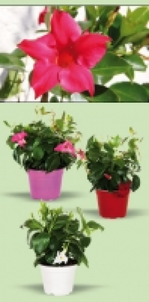 Dipladenia 3.29 €