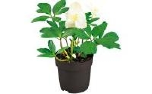 Christrose Helleborus 3.99&nbsp;&euro;