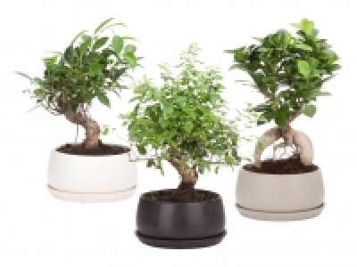 Bonsai 8.99 €