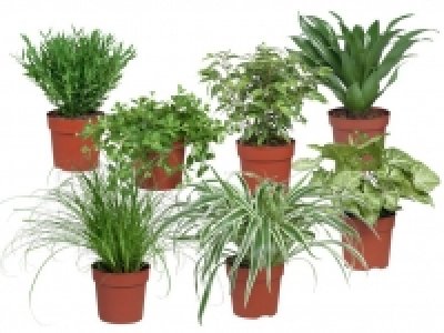 Gr&uuml;npflanze 1.99&nbsp;&euro;