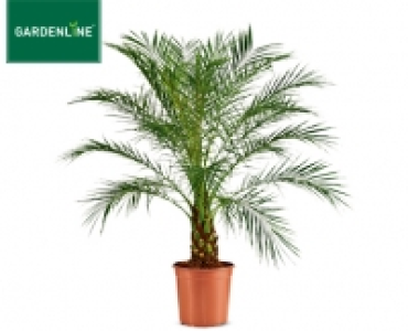 GARDENLINE®Palme oder Bambus 17.99 €