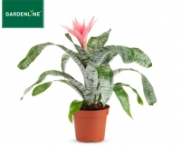 GARDENLINE®Exotische Blühpflanze 5.99 €