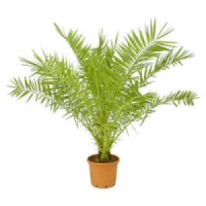Ph&ouml;nix canariensis 19.99&nbsp;&euro;