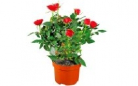 Topfrose 1.99 €