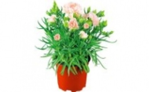 Nelken 1.99 €